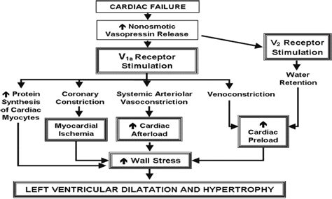 association between myocardial mechanism and ischemic lv remmodeling tradotto|Patterns of left ventricular remodeling post.